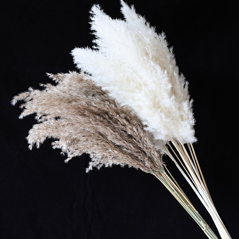 10 szt. Kolorowe Naturalne Trz – Pampas Grass Decor recenzja i cena