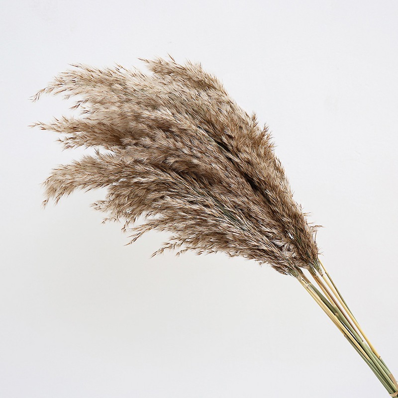 10 szt. Kolorowe Naturalne Trz – Pampas Grass Decor recenzja i cena