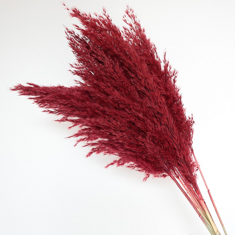 10 szt. Kolorowe Naturalne Trz – Pampas Grass Decor recenzja i cena